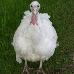 17% Turkey Finisher